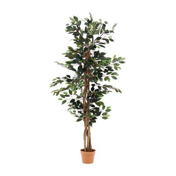 観葉植物 フィカス 690 A
