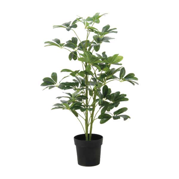 観葉植物 ヤドリフカノキ 216